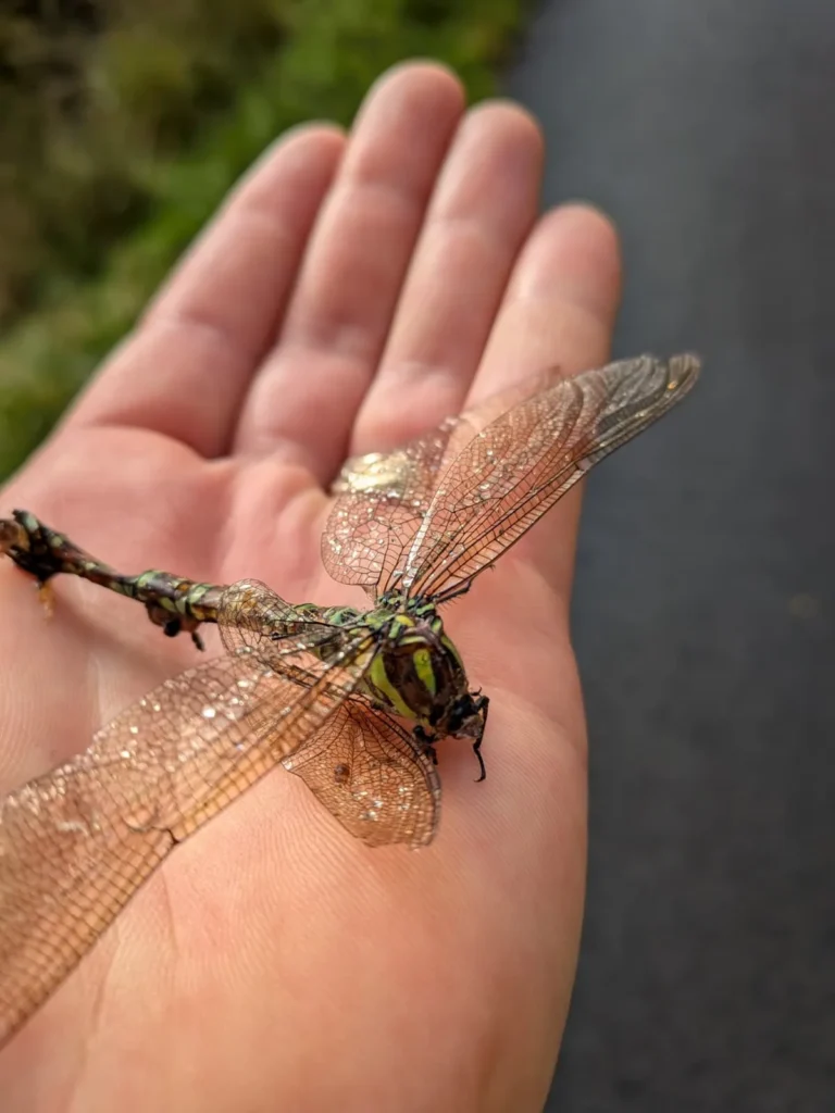 Dragonfly resting on a walkers hand