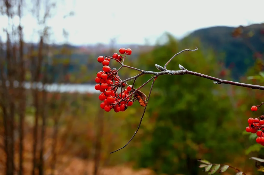 Rowan berries at Creag Meagaidh National Nature Reserve